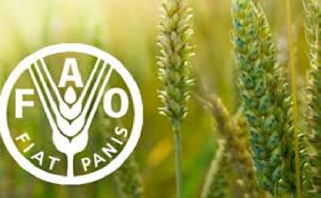 فاو : شراكة رائدة مع الاتحاد العالمى لتعزيز انتاج المحاصيل البقولية 
